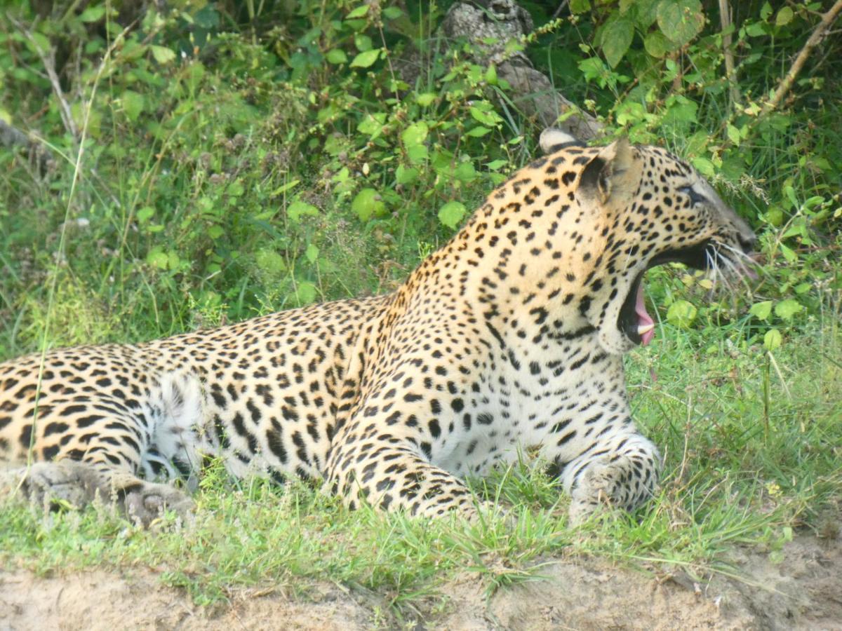 Lavender Home Yala Safari Tissamaharama Esterno foto